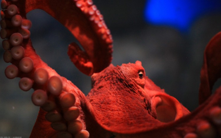 Wallpapers Animals Sealife - Octopus Tentacules rouges