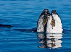 Wallpapers Animals La baleine  bosse pointe le bout de son nez