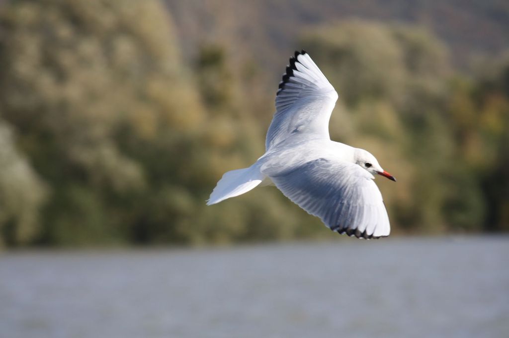 Wallpapers Animals Birds - Gulls Mouette  la Mailleraye sur Seine