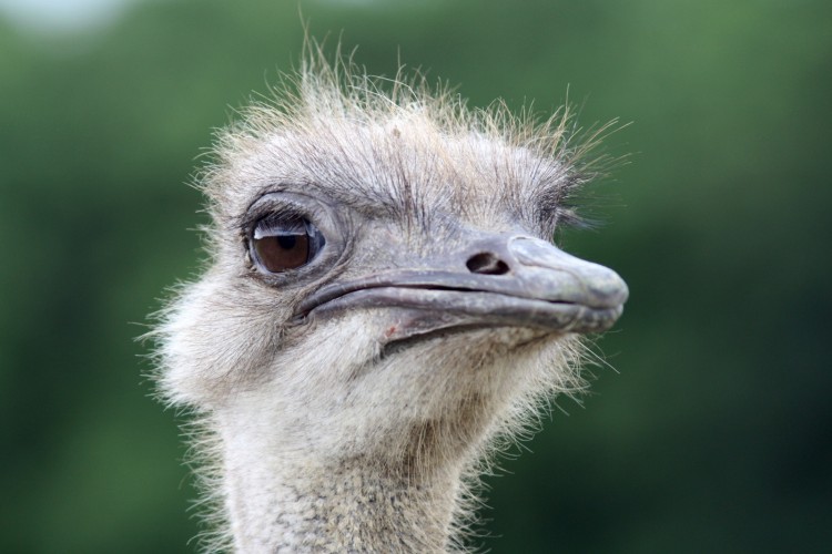 Fonds d'cran Animaux Oiseaux - Autruches et Emeus Autruche dans le Parc d'Autreche dans la Loire