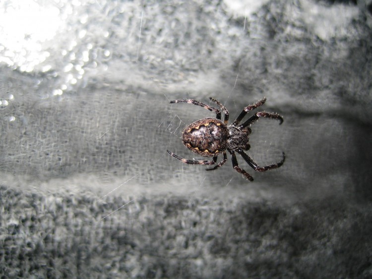 Wallpapers Animals Spiders arachnid