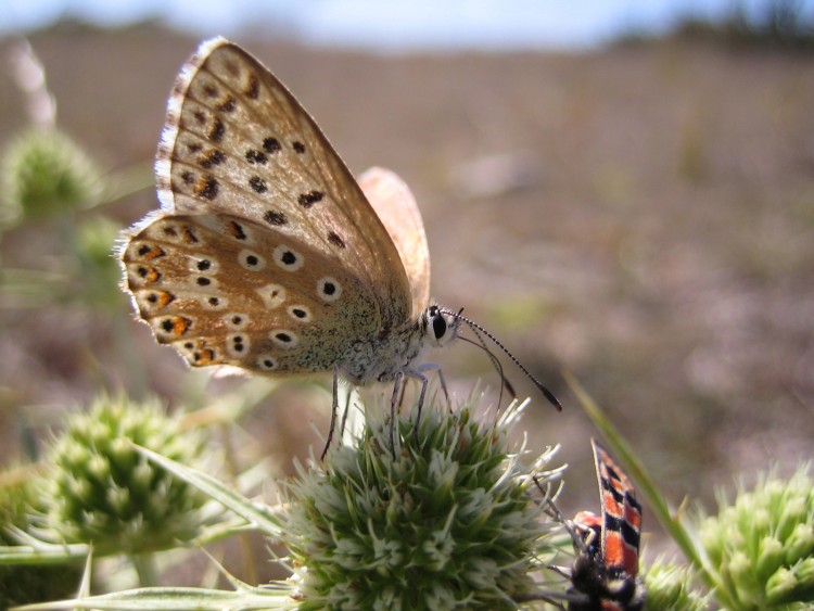 Fonds d'cran Animaux Insectes - Papillons Papillon