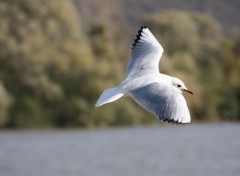 Wallpapers Animals Mouette  la Mailleraye sur Seine