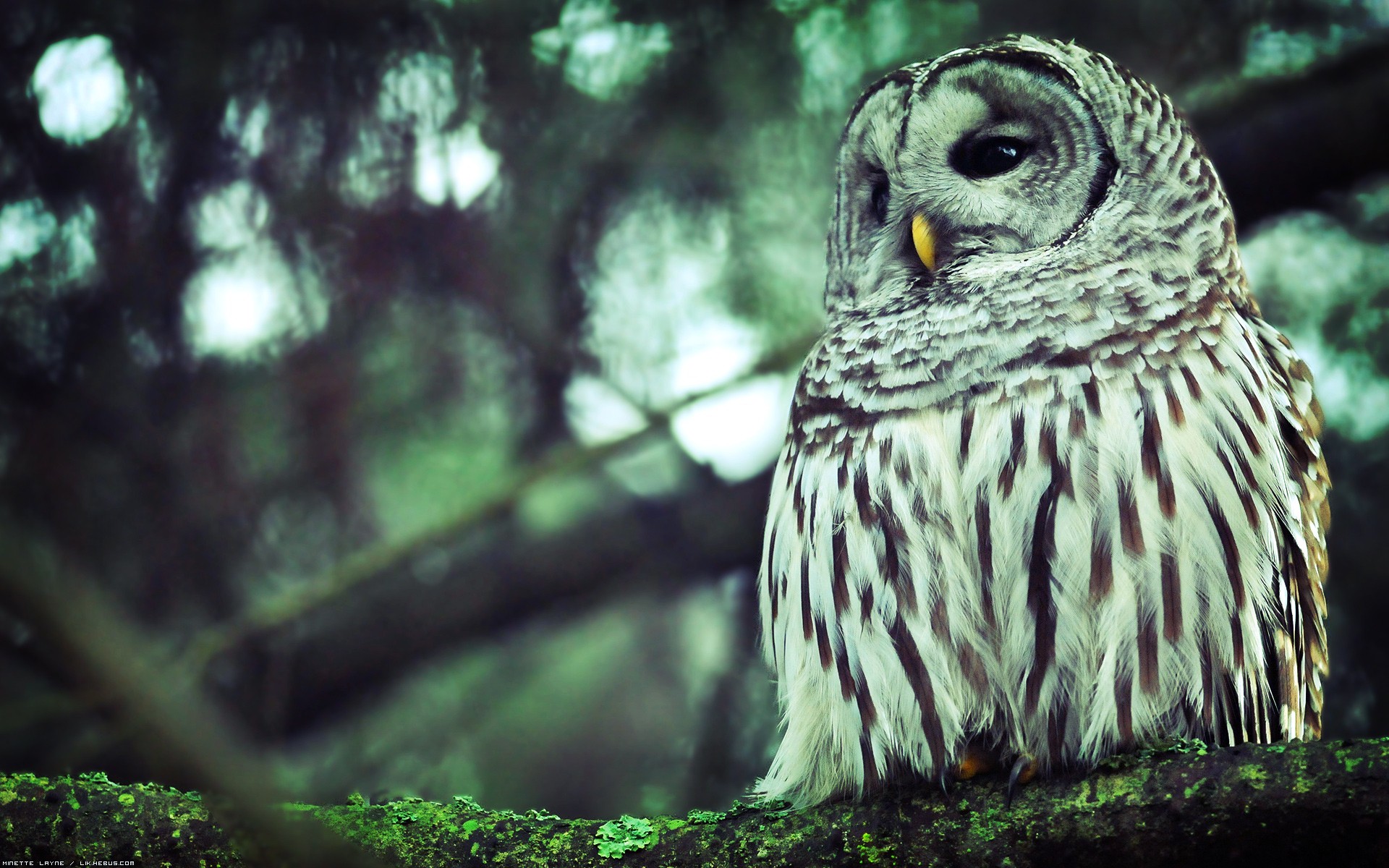 Wallpapers Animals Birds - Owls Majestueux