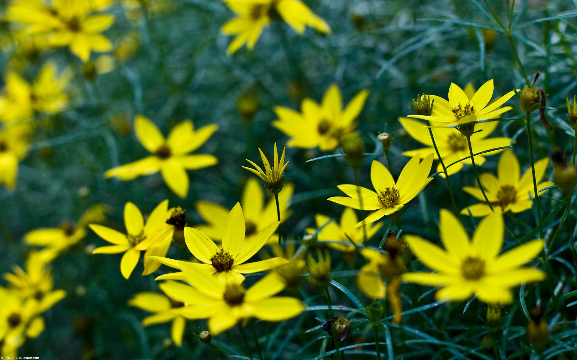 Fonds d'cran Nature Fleurs 