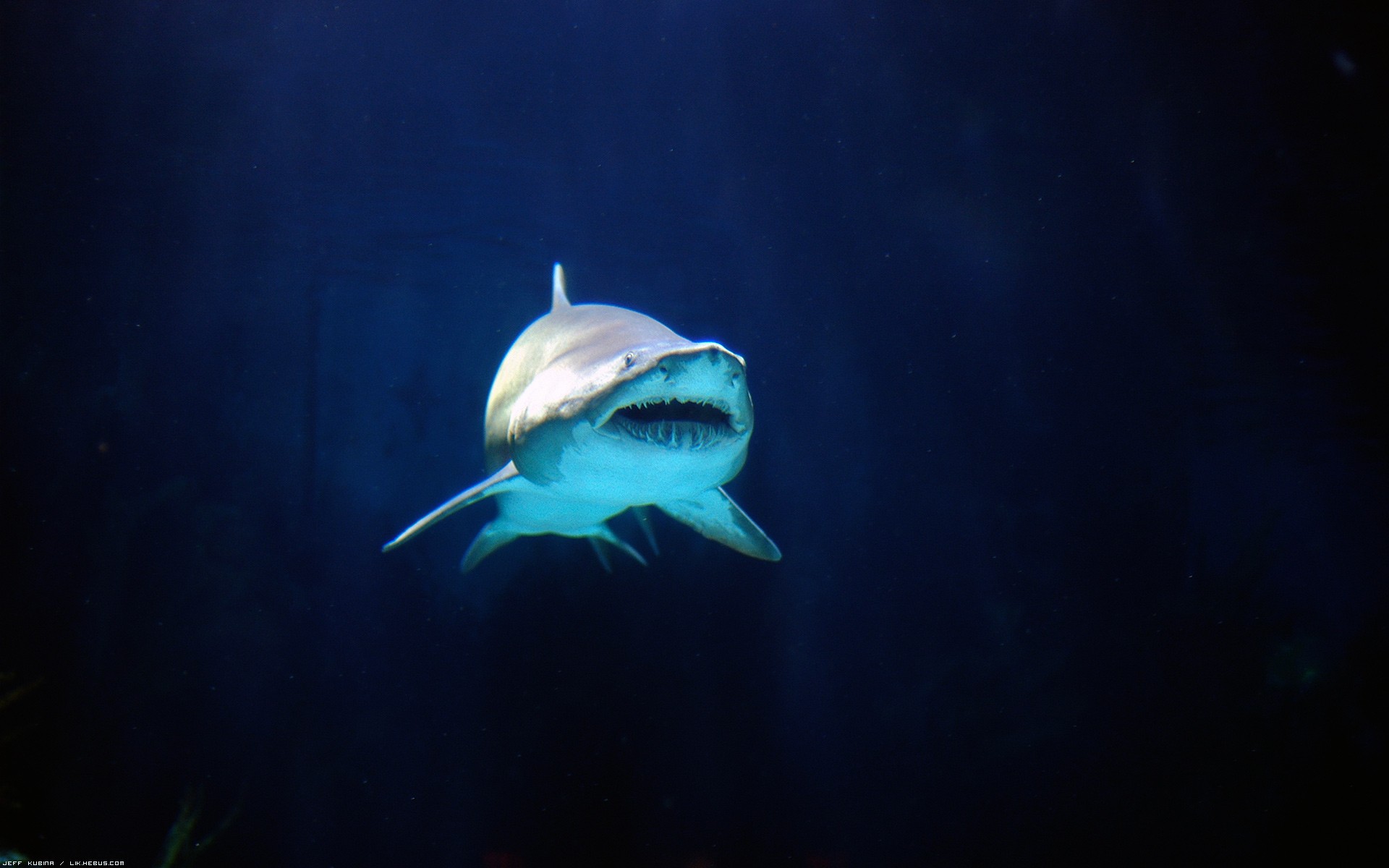 Wallpapers Animals Sealife - Sharks Jolie dentition