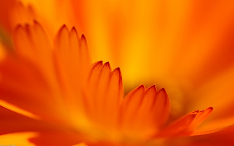 Wallpapers Nature Flowers Douceur orange