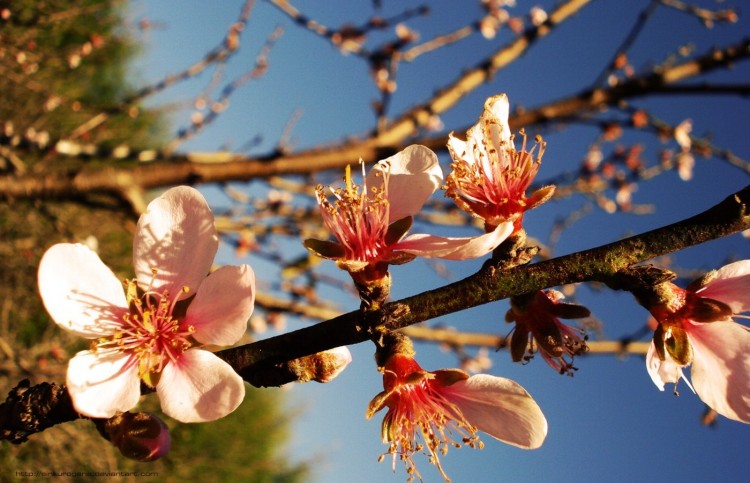 Fonds d'cran Nature Fleurs Destination