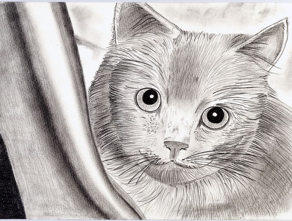 Fonds d'cran Art - Crayon Animaux - Chats 