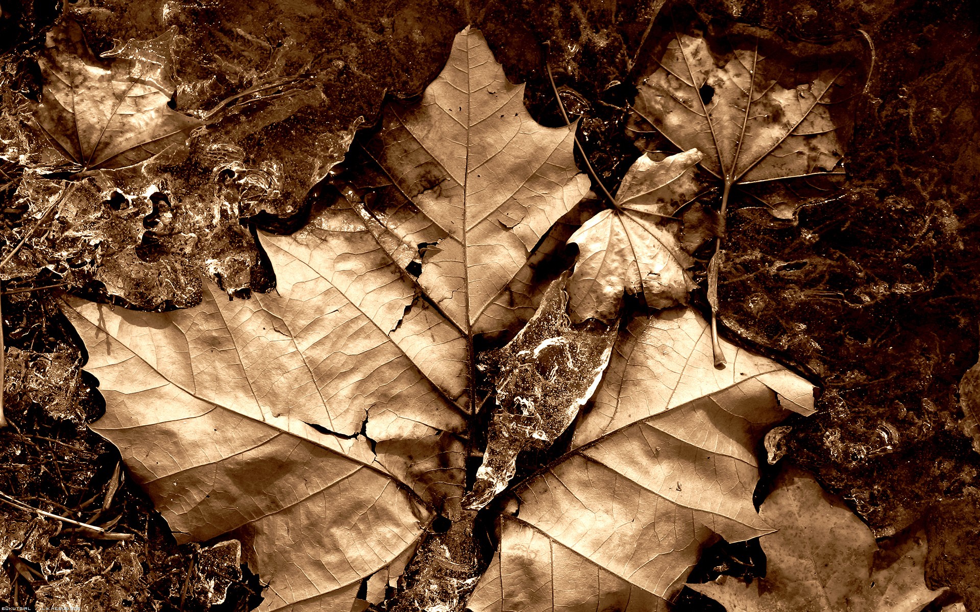 Wallpapers Nature Leaves - Foliage Feuille givre