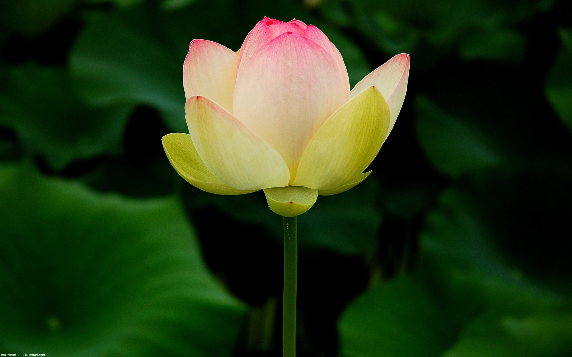 Wallpapers Nature Flowers Lotus