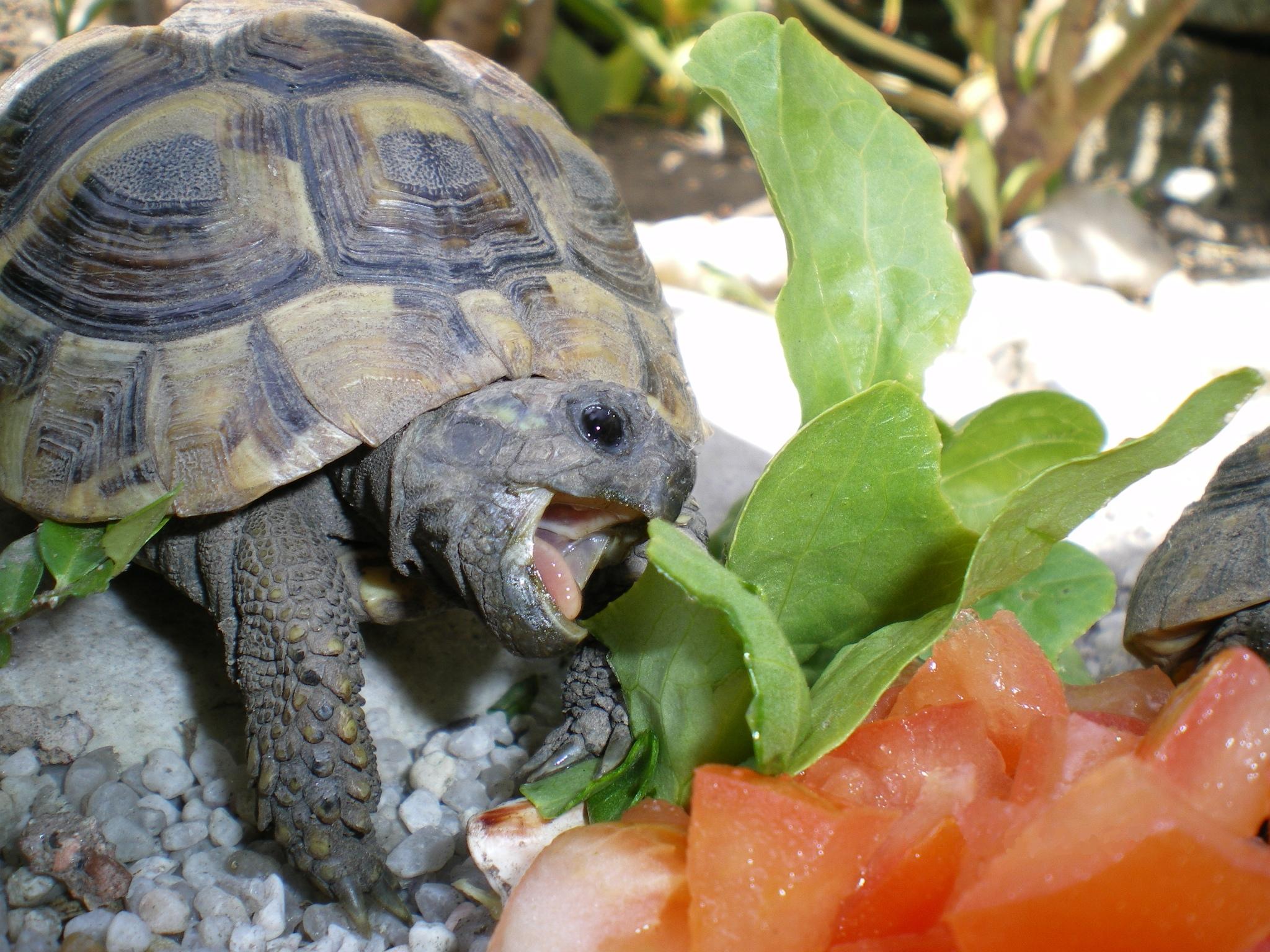 Fonds d'cran Animaux Tortues Tortue Hermann