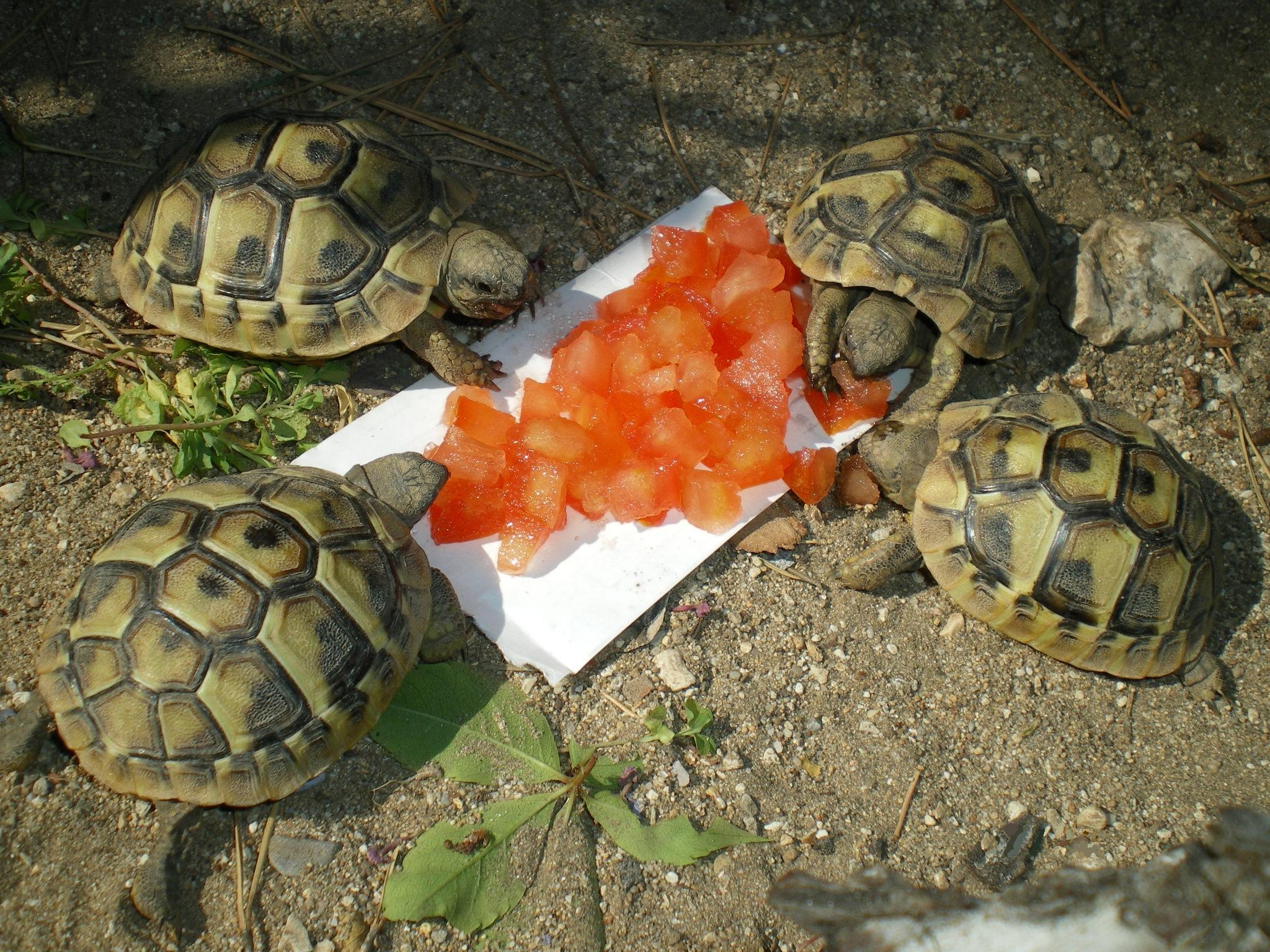 Wallpapers Animals Turtles repas de famille