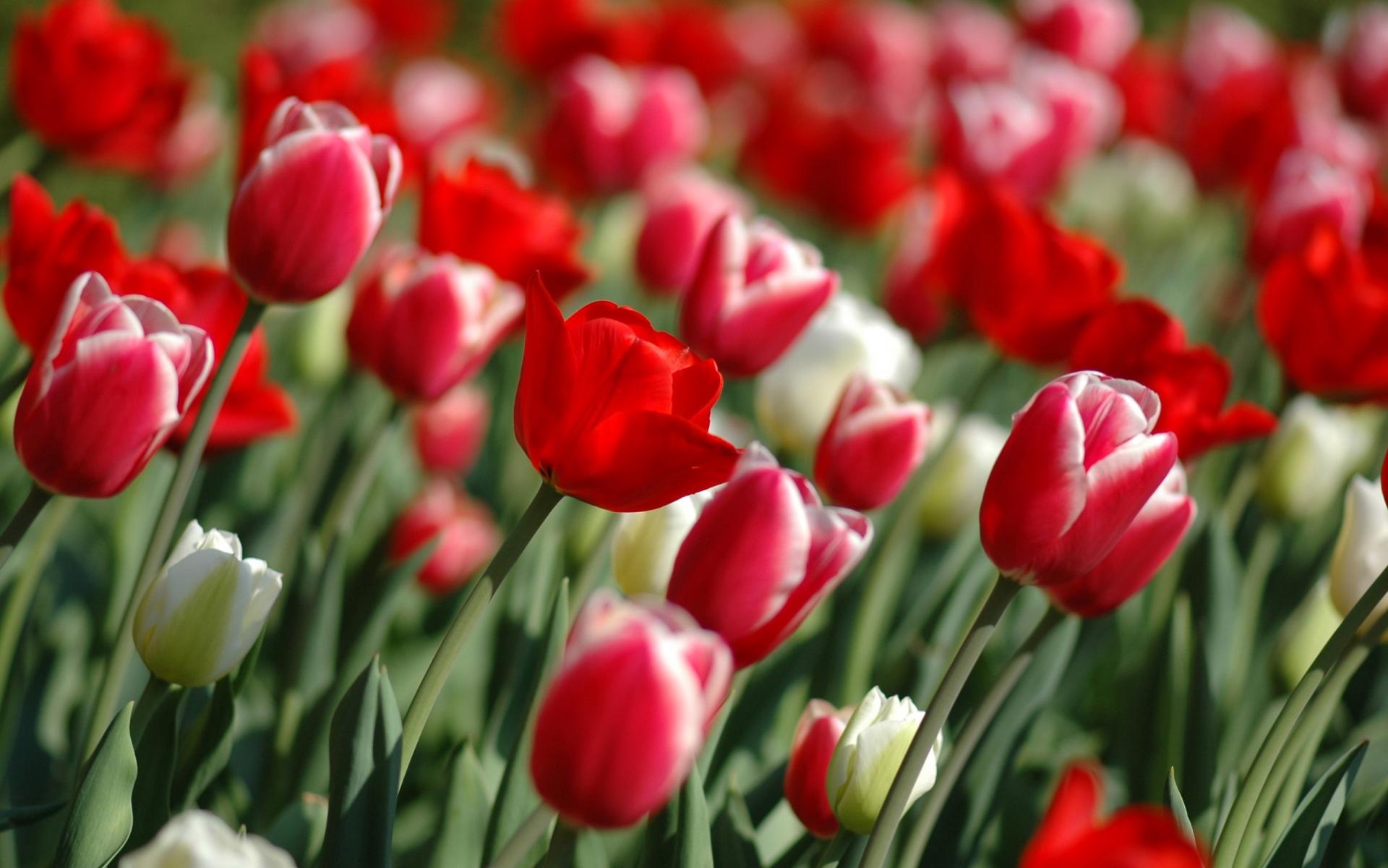 Wallpapers Nature Flowers Les tulipes