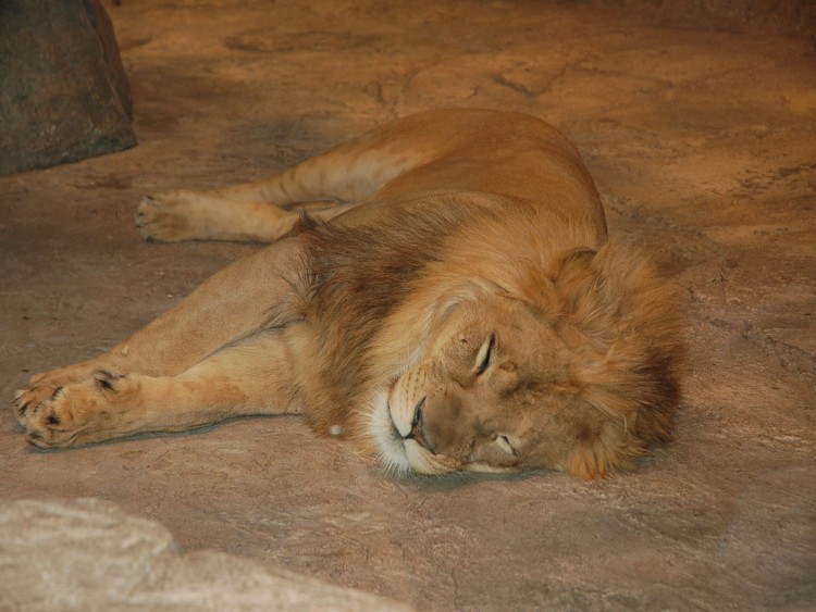 Fonds d'cran Animaux Flins - Lions sieste