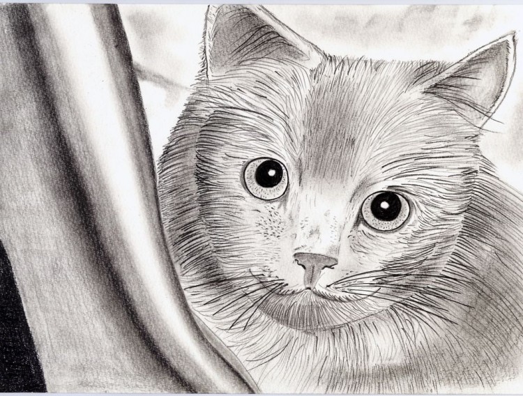 Fonds d'cran Art - Crayon Animaux - Chats Wallpaper N224202