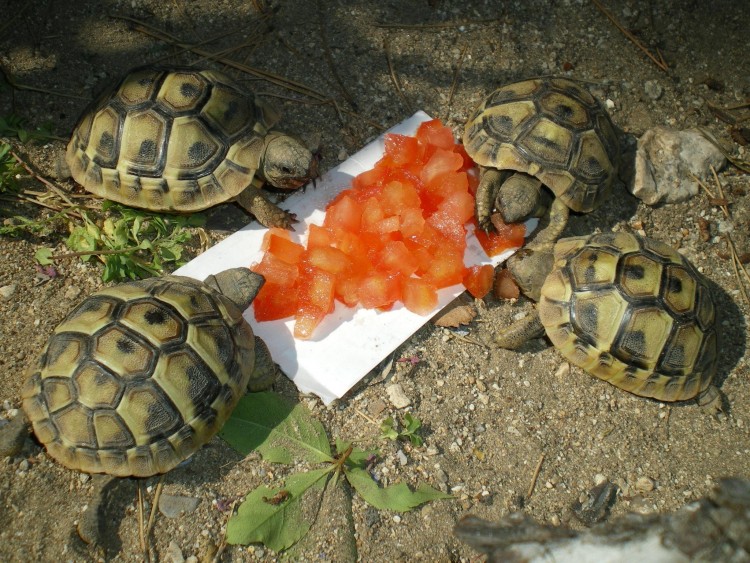 Fonds d'cran Animaux Tortues repas de famille