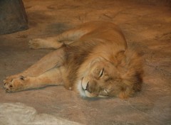 Fonds d'cran Animaux sieste