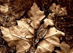 Fonds d'cran Nature Feuille givre