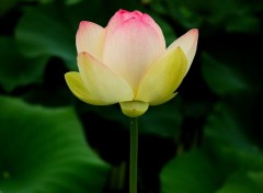 Wallpapers Nature Lotus