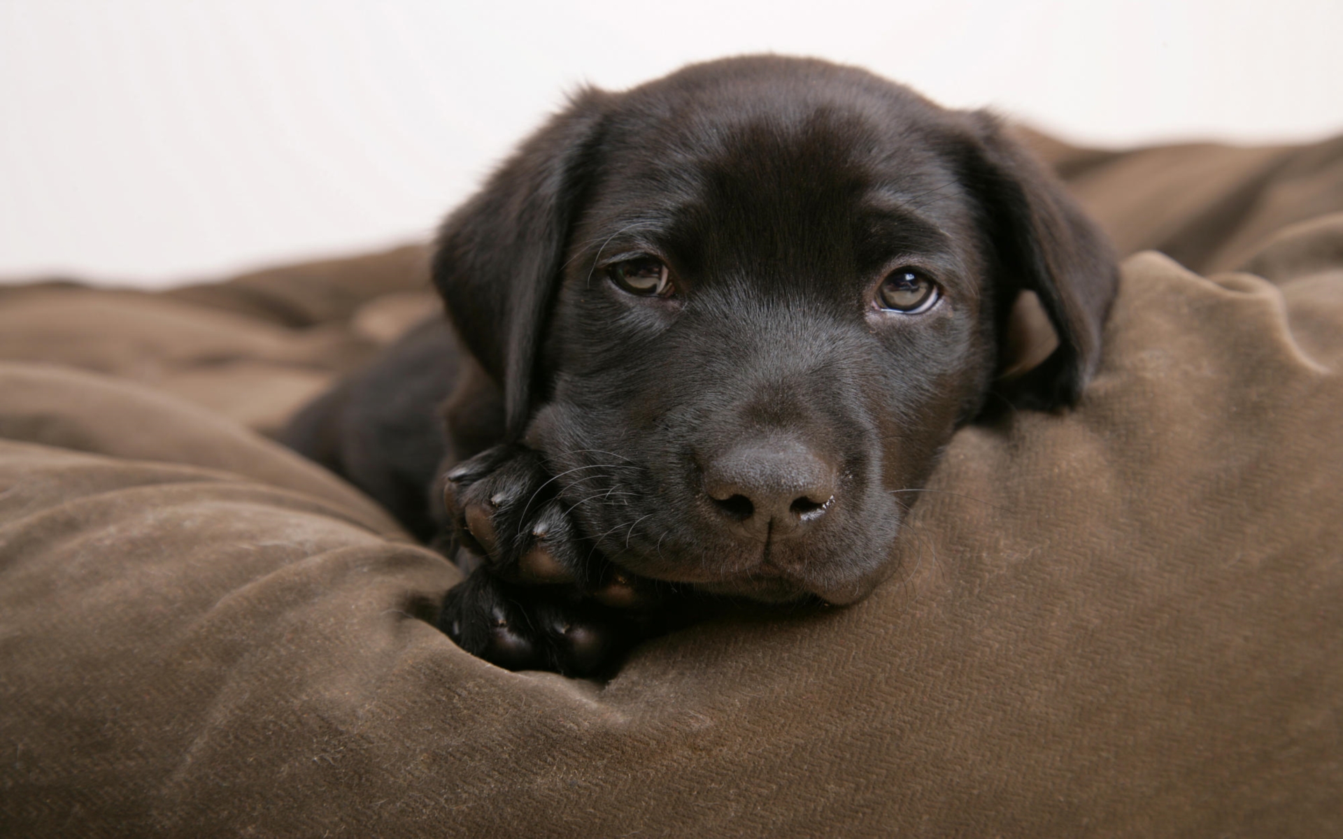 Fonds d'cran Animaux Chiens Copain