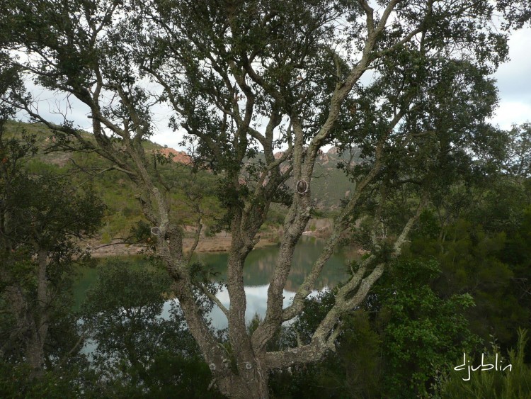 Fonds d'cran Nature Arbres - Forts Un arbre sur lac