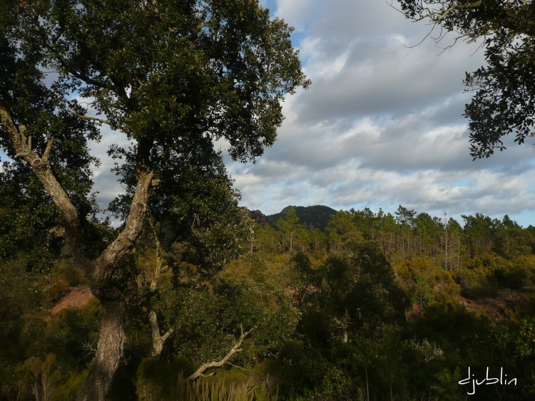 Wallpapers Nature Trees - Forests un contraste saisissant