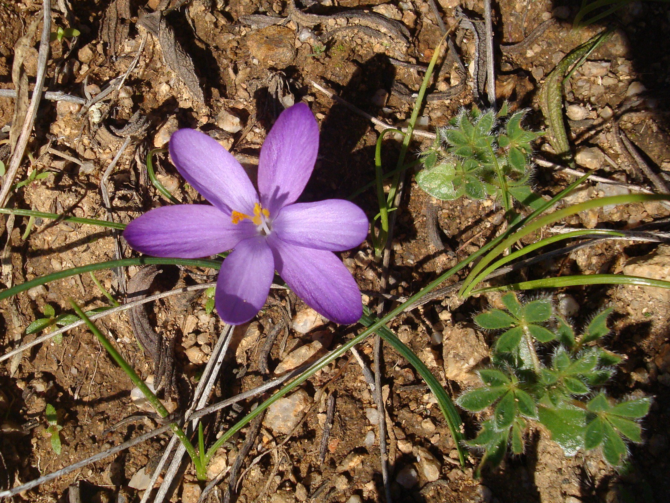 Fonds d'cran Nature Fleurs ile de beaut