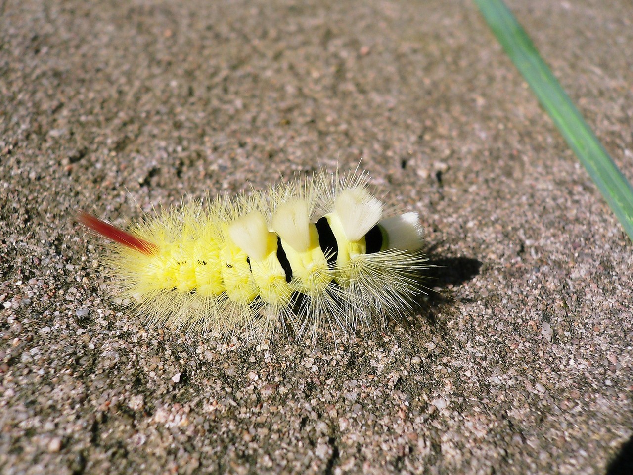 Fonds d'cran Animaux Insectes - Chenilles Chenille Punk ?