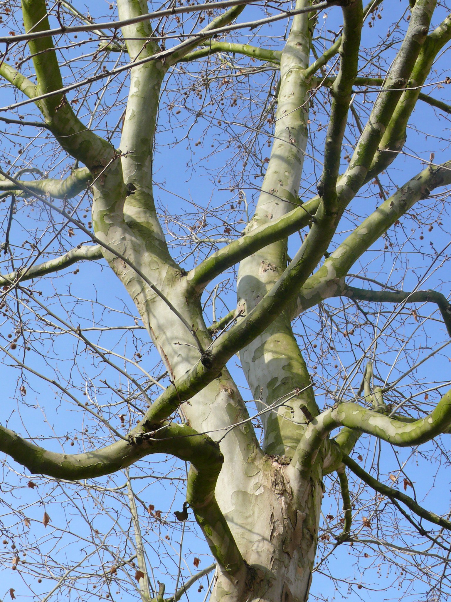 Fonds d'cran Nature Arbres - Forts Entrelacements