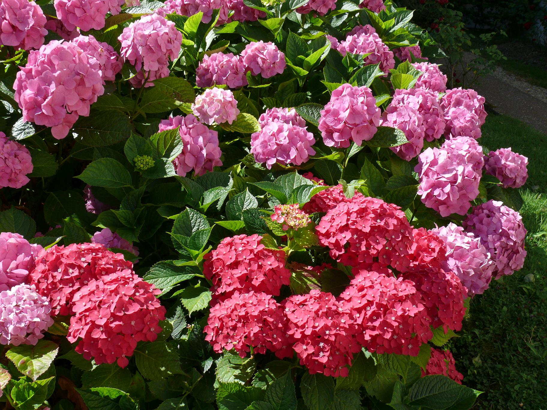 Wallpapers Nature Flowers Symphonie d'hortensias