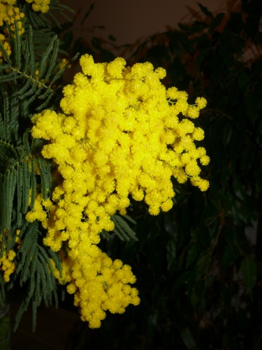 Fonds d'cran Nature Fleurs Soleil de nuit