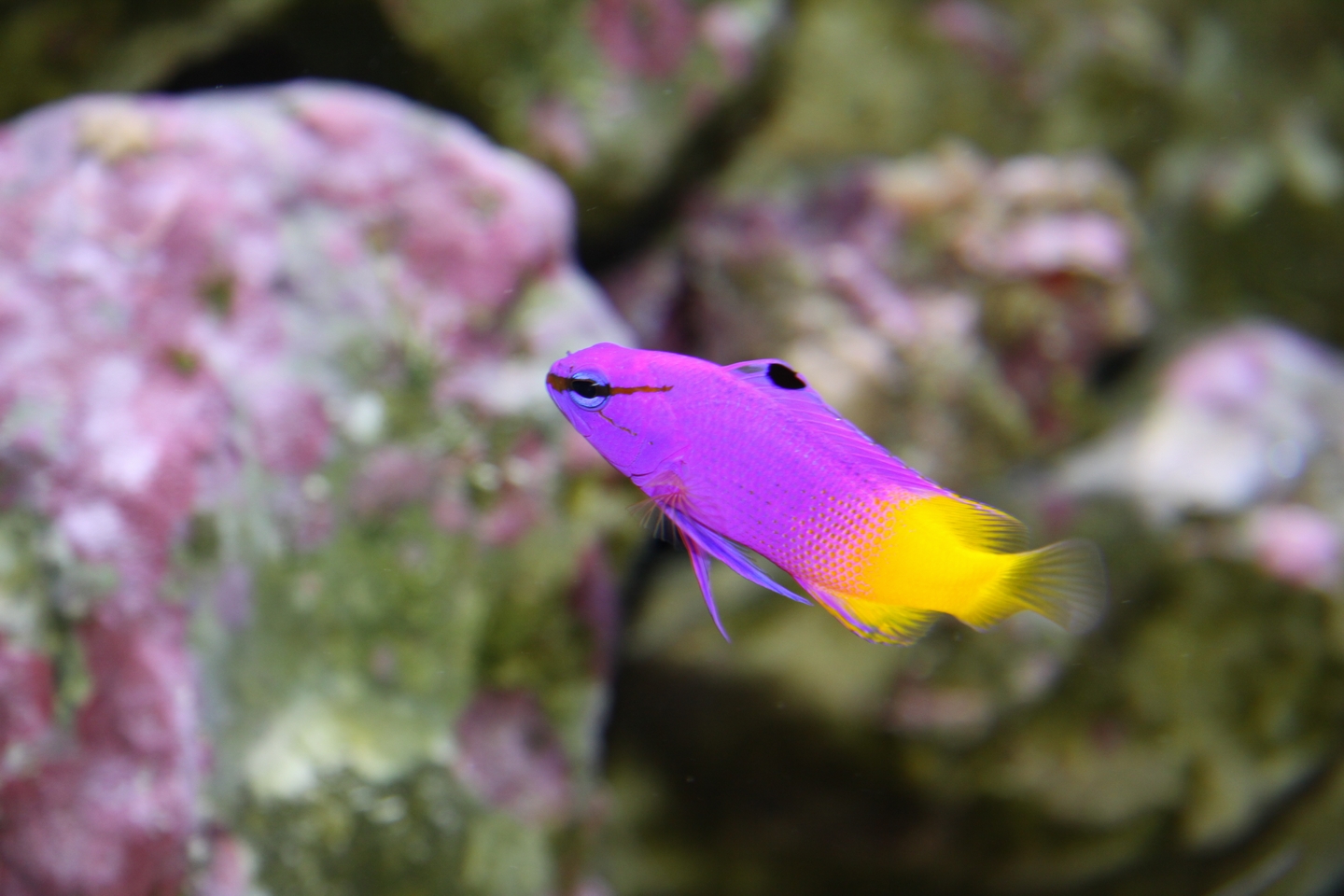 Wallpapers Animals Sealife - Fishes Spectacle color