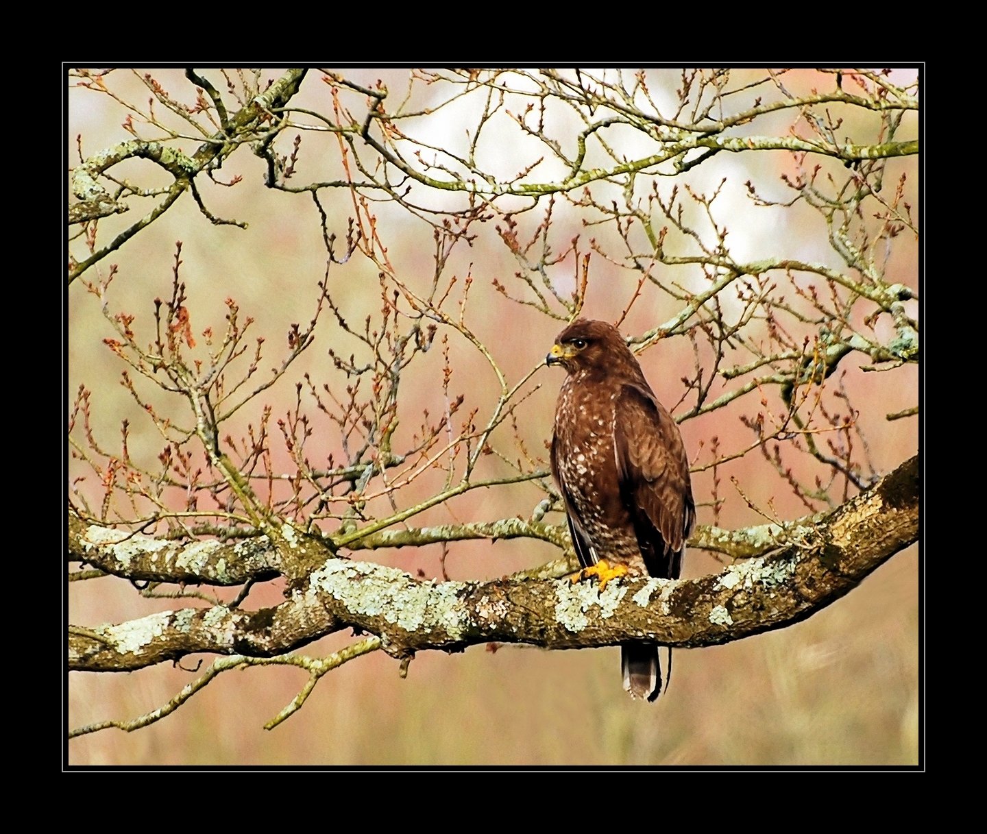 Fonds d'cran Animaux Oiseaux - Busards Une Buse devant chez moi