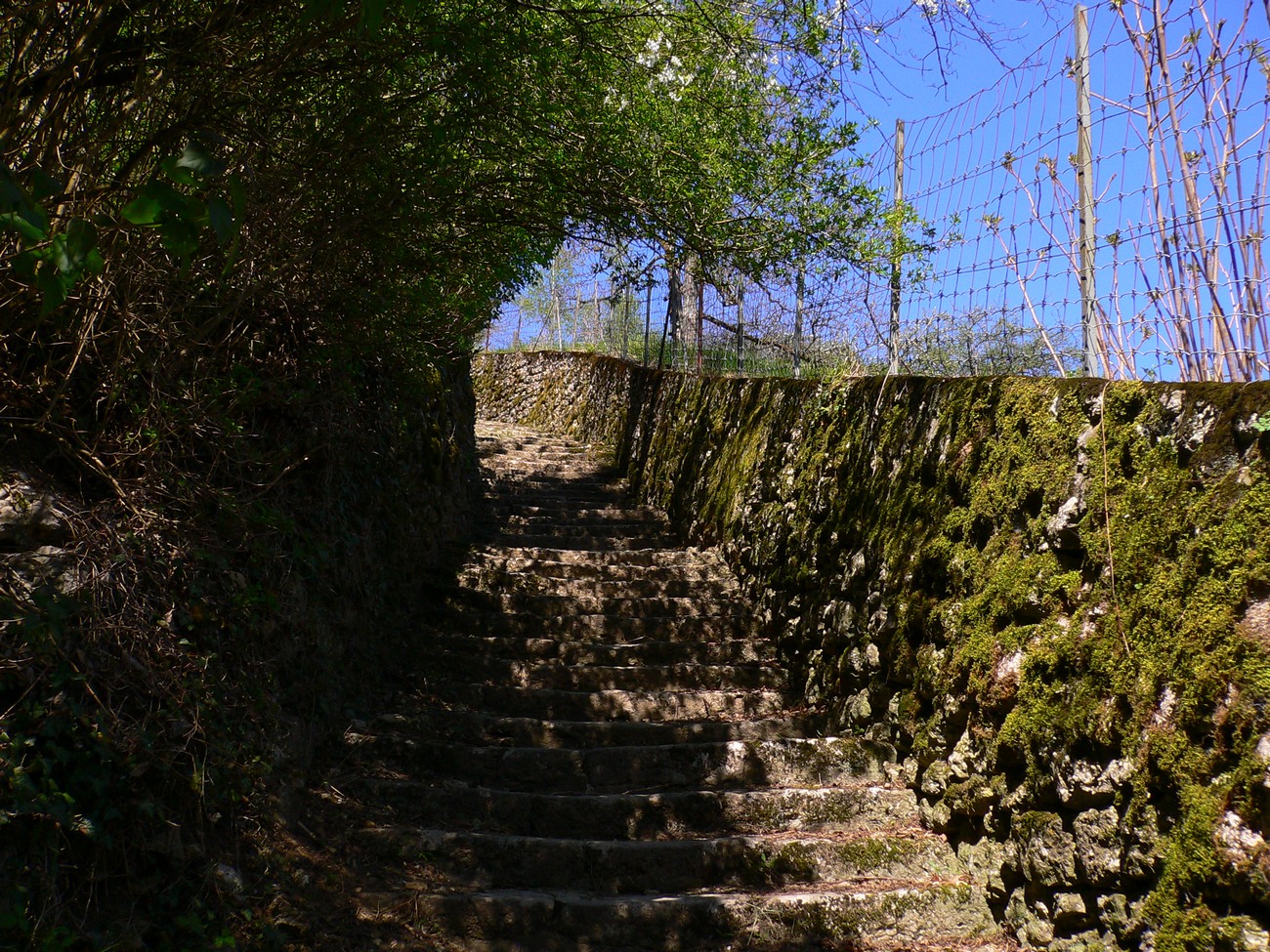 Fonds d'cran Nature Chemins Escalier sauvage