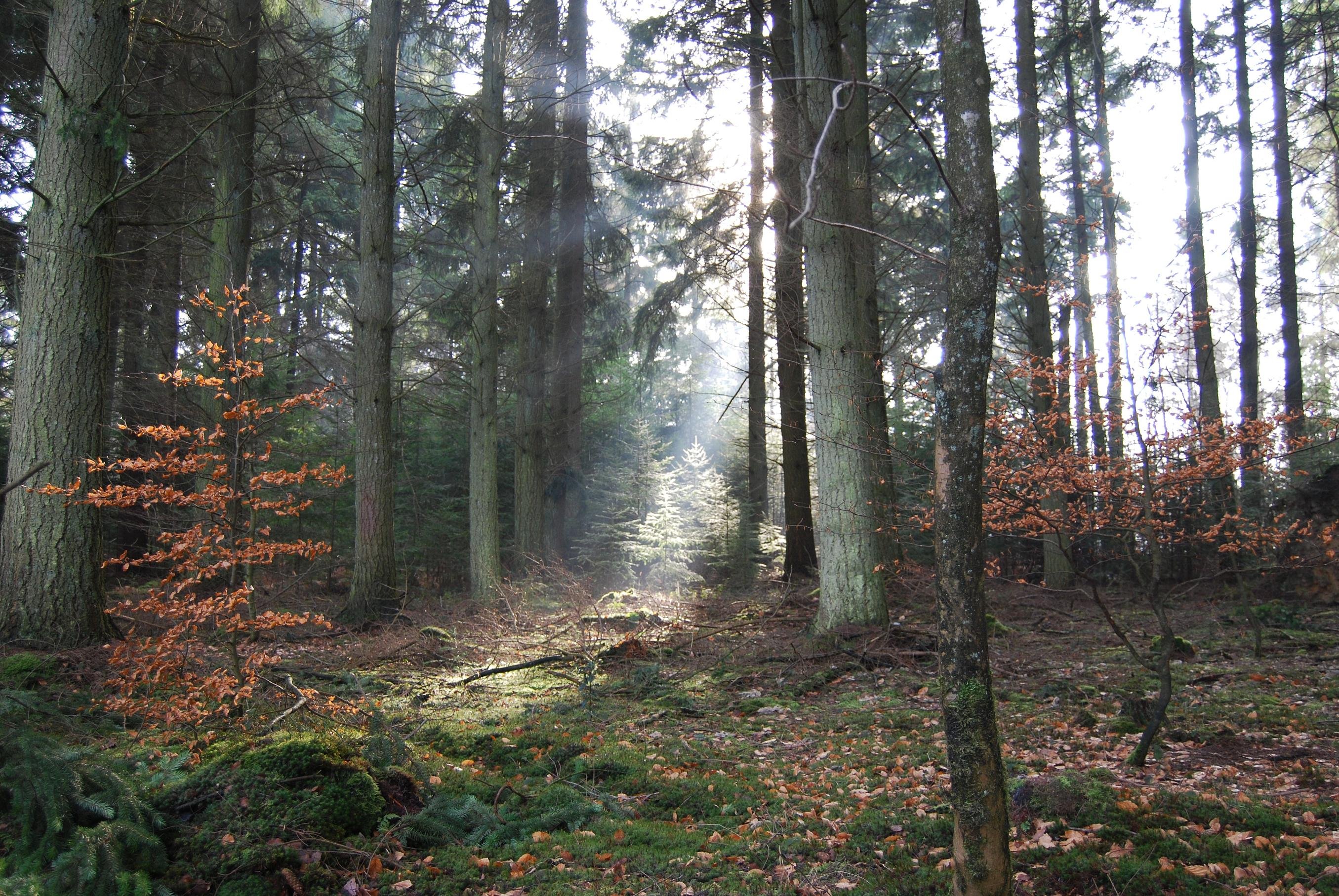 Fonds d'cran Nature Arbres - Forts 