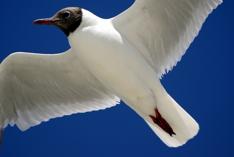 Fonds d'cran Animaux Oiseaux - Mouettes et Golands Wallpaper N224898