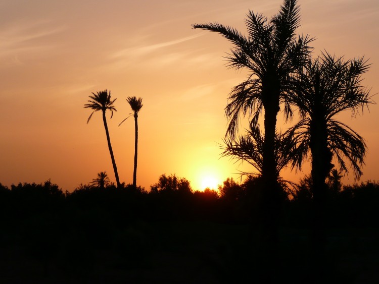 Fonds d'cran Voyages : Afrique Maroc coucherdesoleilpalmeraie