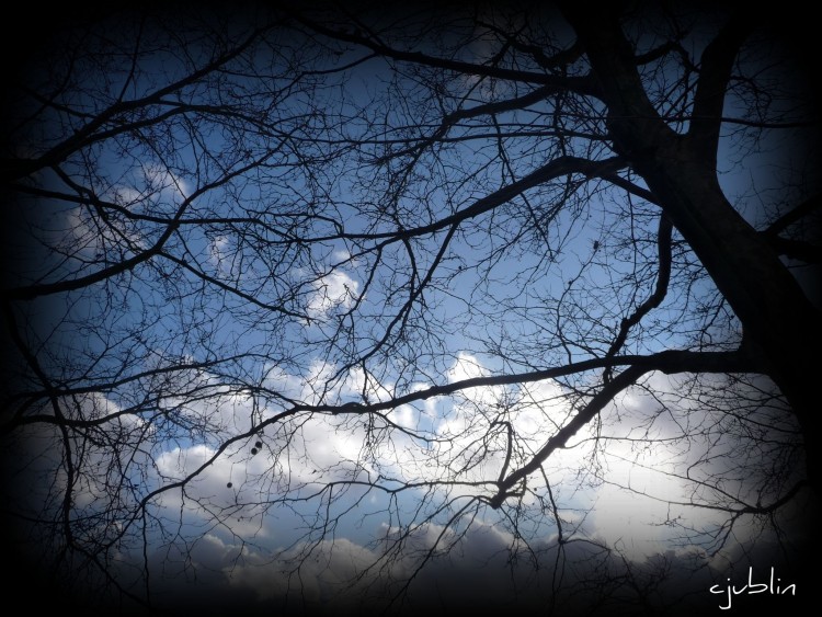 Fonds d'cran Nature Arbres - Forts des montagnes dans le ciel