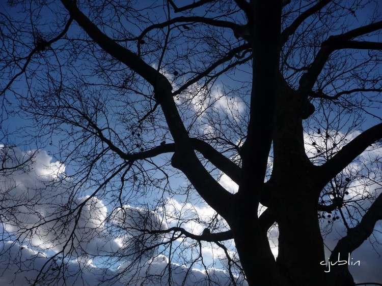 Wallpapers Nature Trees - Forests une sylouette dans les nuages