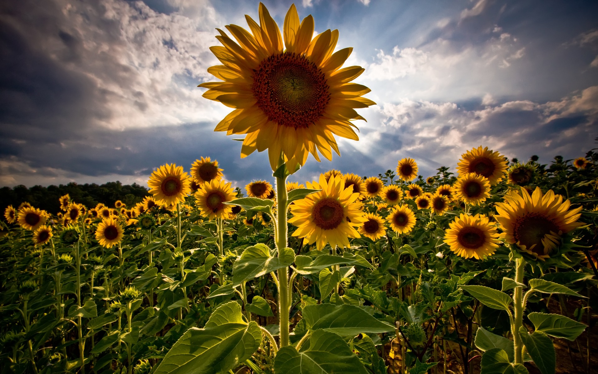 Fonds d'cran Nature Fleurs Fleur Soleil