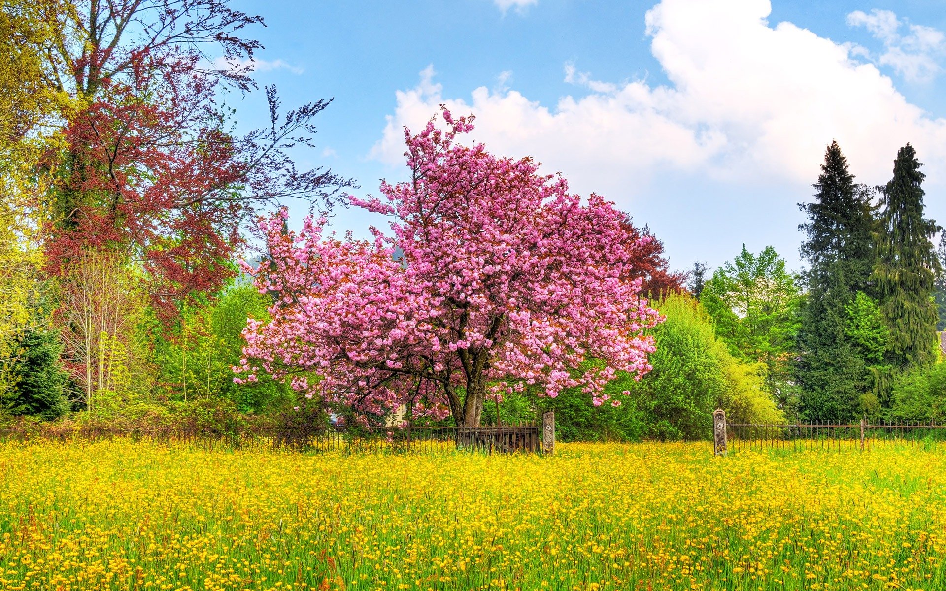 Fonds d'cran Nature Champs - Prairies Cerisier