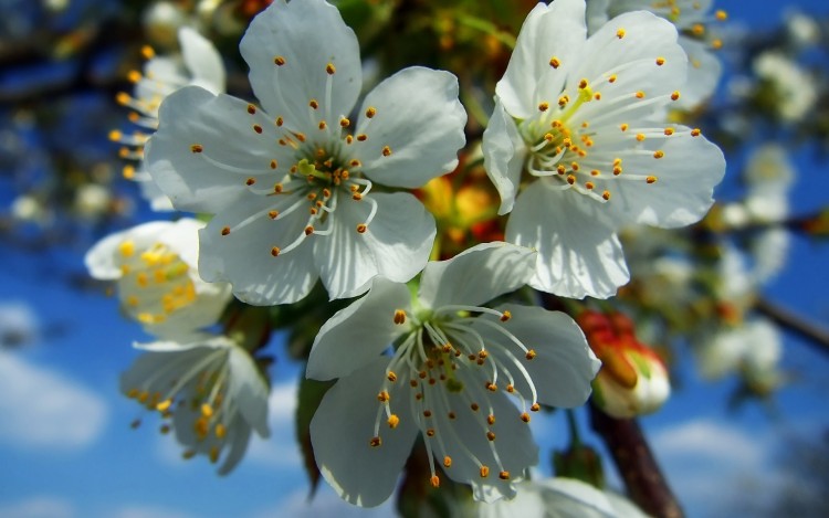 Fonds d'cran Nature Fleurs Fleur de Cerisier