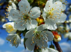 Fonds d'cran Nature Fleur de Cerisier