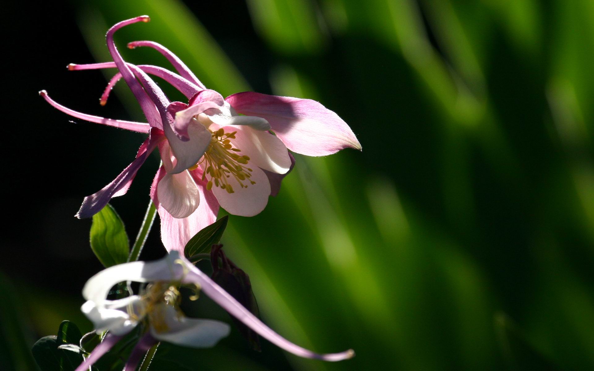 Fonds d'cran Nature Fleurs Petite Fleur