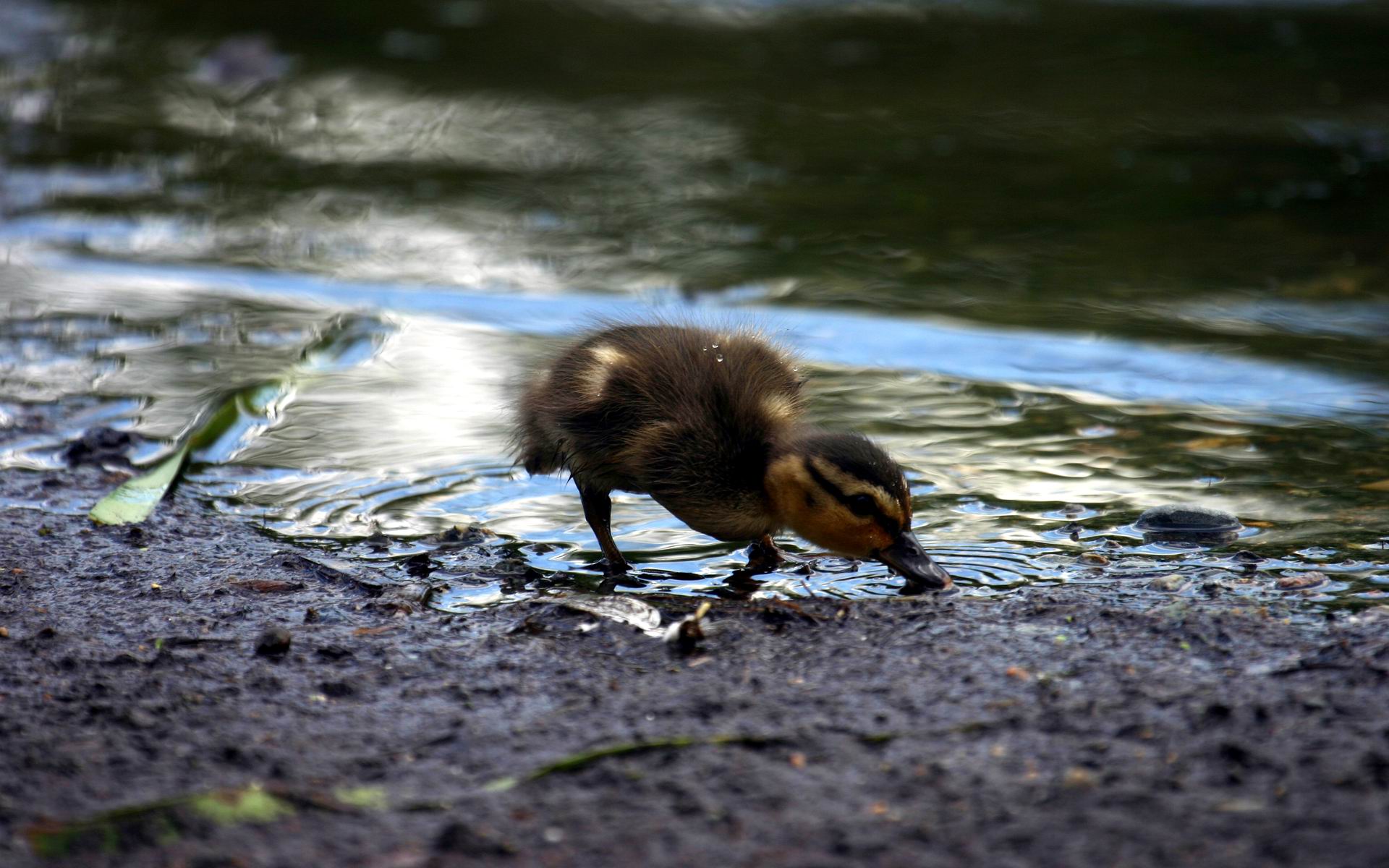 Wallpapers Animals Birds - Ducks Bebe Canous