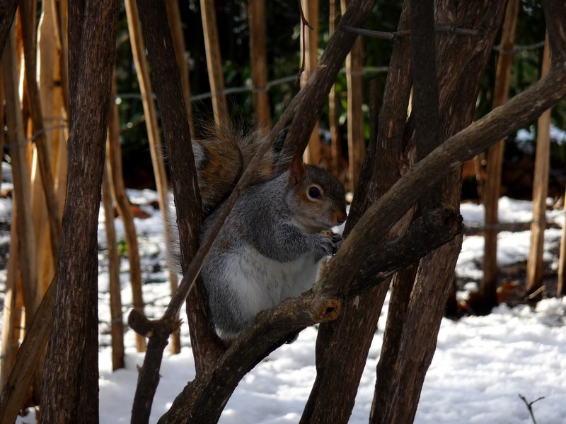 Wallpapers Animals Rodents - Squirrels L'cureuil