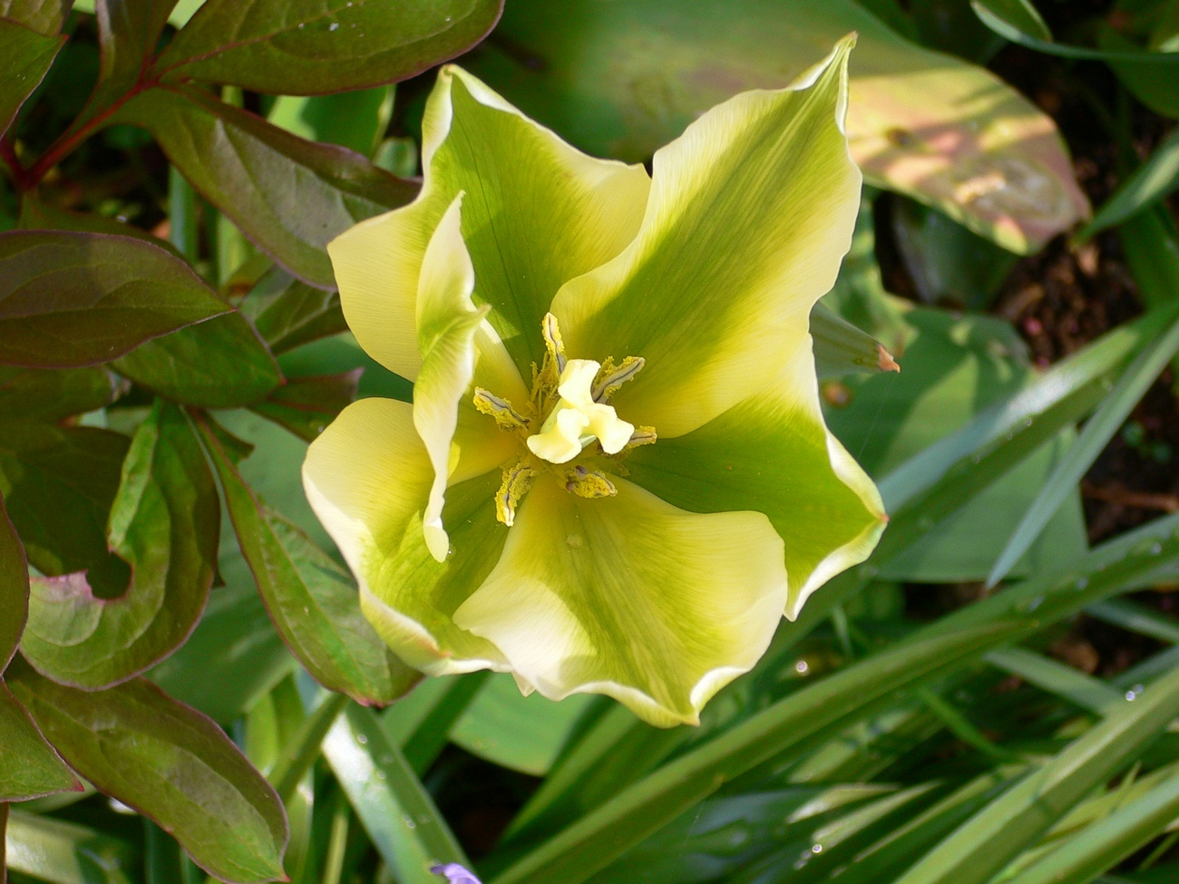 Fonds d'cran Nature Fleurs Pas mure ?