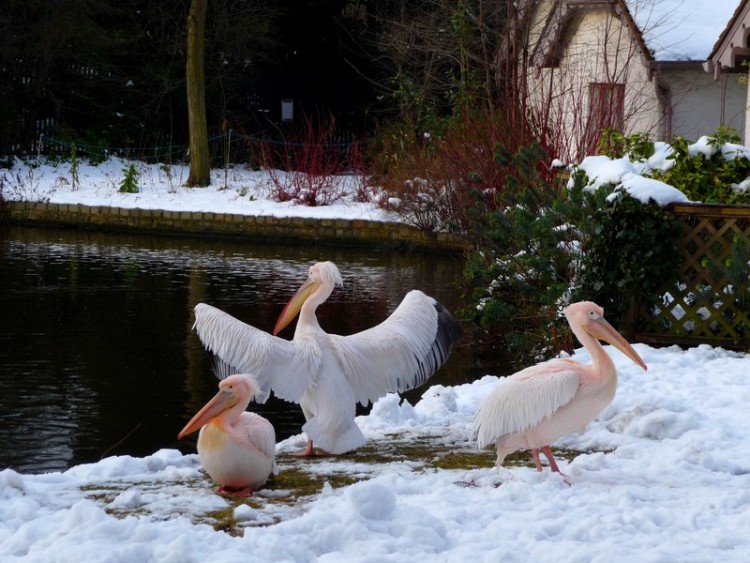 Wallpapers Animals Birds - Pelicans Wallpaper N224684