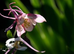 Fonds d'cran Nature Petite Fleur